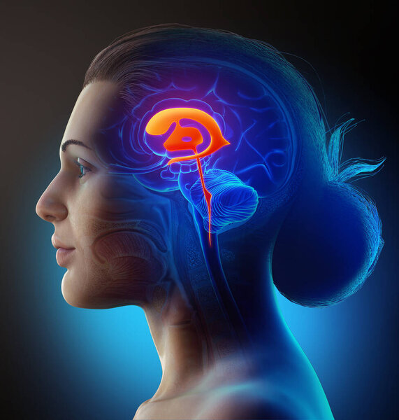 3D рендеринг медицинской иллюстрации женского мозга желудочки анатомии
 