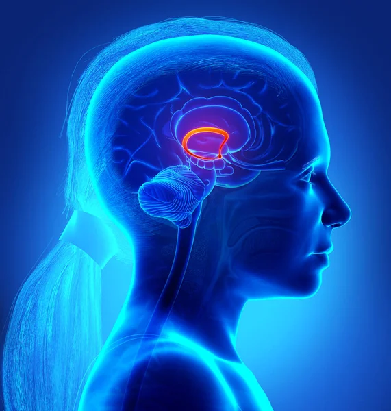 Rendered Medically Accurate Illustration Girl Brain Fornix — Stock Photo, Image
