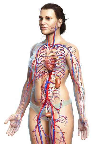 Reso Illustrazione Clinicamente Accurata Dei Reni Femminili Del Sistema Circolatorio — Foto Stock