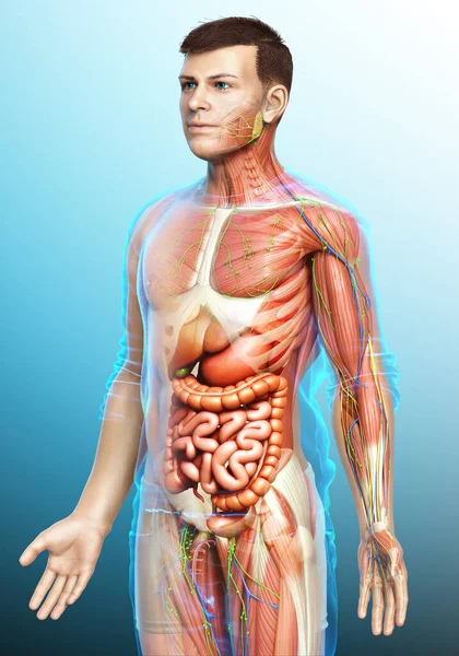 Görs Medicinskt Korrekt Den Manliga Anatomin — Stockfoto