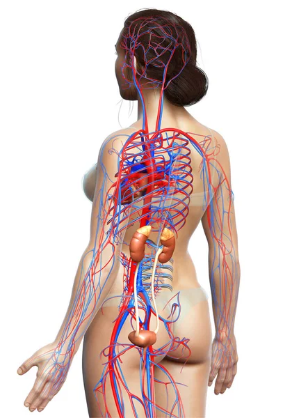 Utförd Medicinskt Korrekt Illustration Kvinnliga Njurarna Och Cirkulationssystemet — Stockfoto