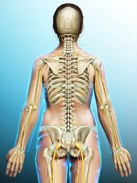 Medisch Nauwkeurige Illustratie Van Een Vrouwelijk Zenuwstelsel Skeletsysteem — Stockfoto