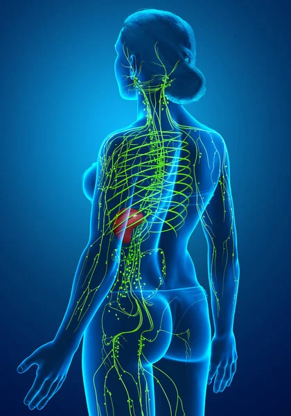 3d rendered medically accurate illustration of a female lymphatic system