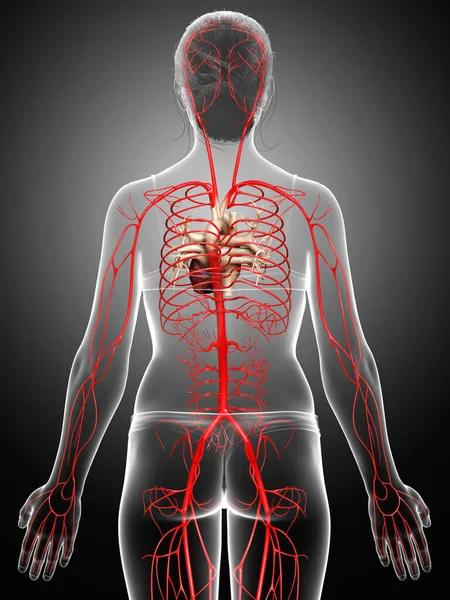 3D对女性动脉进行了准确的医学描述 — 图库照片