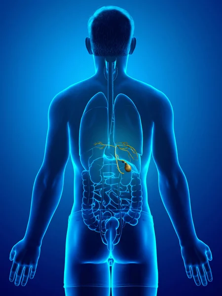 Renderizado Medicamente Ilustração Precisa Órgãos Masculinos Anatomia Vesícula Biliar — Fotografia de Stock