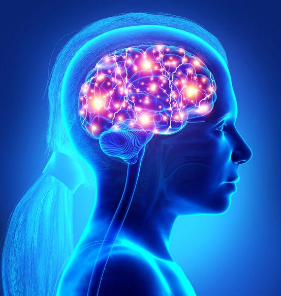 3D渲染 医学上准确的说明一个年轻女孩活跃的大脑 免版税图库图片