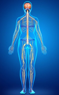 3D, tıbbi olarak bir kadın sinir sisteminin doğru bir örneği.
