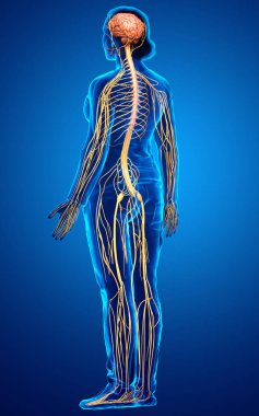 3D, tıbbi olarak bir kadın sinir sisteminin doğru bir örneği.