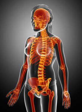 3 boyutlu, tıbbi olarak genç bir kızın iskelet sisteminin resmi.