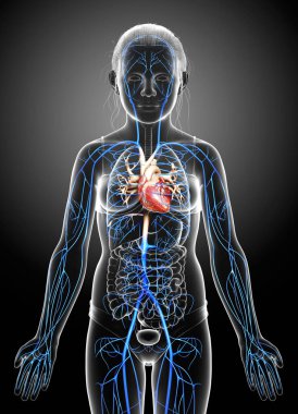 3D, genç kız damar anatomisini tıbben doğru göstermiştir.