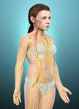 3D, genç bir kızın sinir sisteminin tıbben doğru bir çizimi.