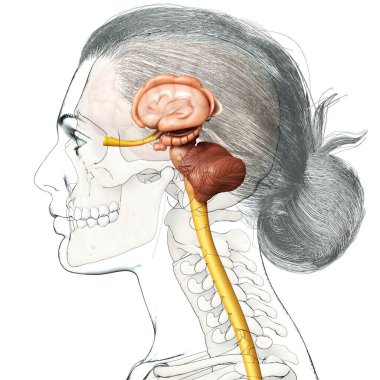 Erkek iç beyin anatomisinin 3 boyutlu tıbbi çizimi 