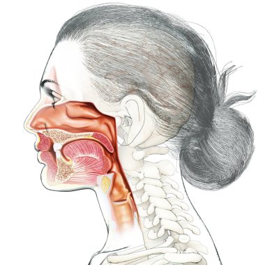 Erkek iç beyin anatomisinin 3 boyutlu tıbbi çizimi 