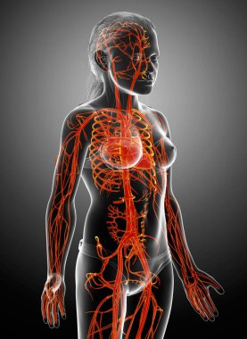 3D, vurgulanmış turuncu kızın kalp anatomisini tıbben doğru gösteriyor.