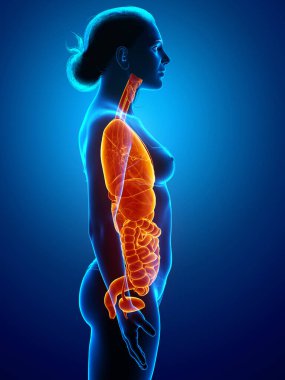 3D, yüksek ışıklandırılmış kadın iç organlarının tıbben doğru bir çizimi. 