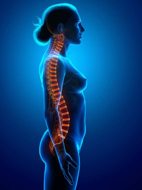 Omurgalar arası omurga disk anatomisi 