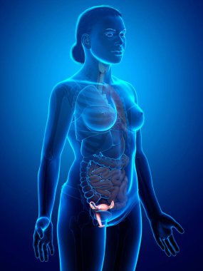 3D, kadın rahim anatomisinin tıbben doğru bir gösterimi.