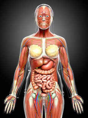 3D, tıbbi olarak kadın anatomisini doğruluyor.