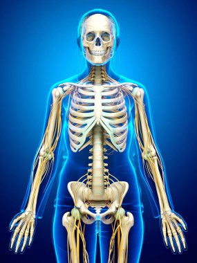 3D, bir kadın sinir sisteminin ve iskelet sisteminin tıbbi olarak doğru bir gösterimi.