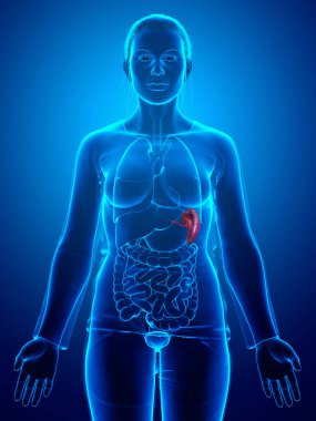 Dişi dalak anatomisine ait 3D, tıbben doğru bir örnekleme.