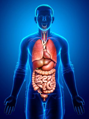 3D, erkek iç organlarının tıbben doğru çizimi. 
