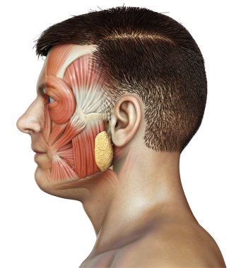 Erkek iç beyin anatomisinin 3 boyutlu tıbbi çizimi 