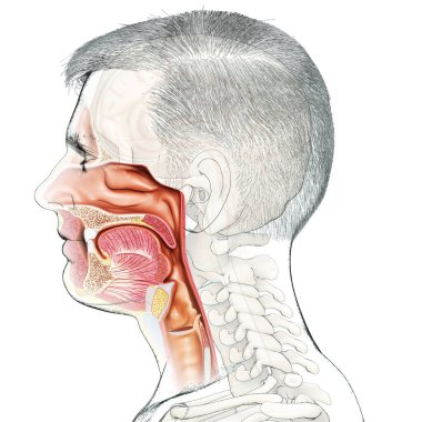 Erkek iç beyin anatomisinin 3 boyutlu tıbbi çizimi 