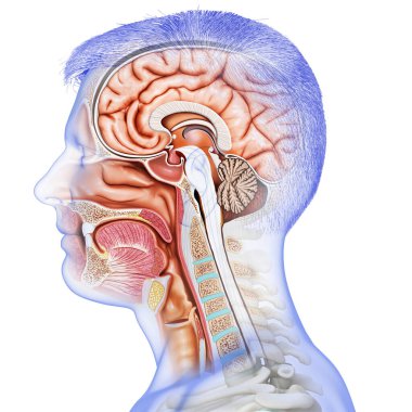 Erkek iç beyin anatomisinin 3 boyutlu tıbbi çizimi 