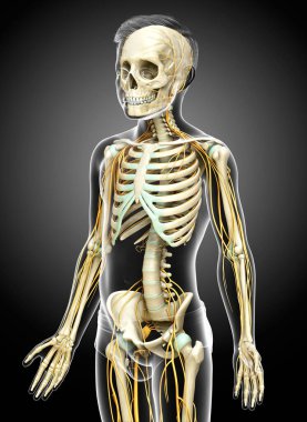 3D, genç bir çocuğun sinir sistemi ve iskelet sisteminin tıbben doğru bir gösterimi.