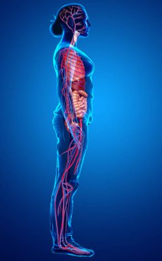 3D, kadın dolaşım sisteminin ve iç organlarının tıbben doğru bir gösterimi.