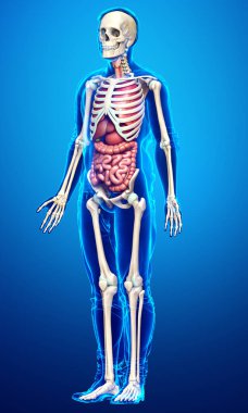 3D, erkek iç organlarının ve iskelet sisteminin tıbben doğru çizimi.