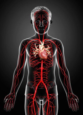 3D, genç erkek atardamarlarının tıbben doğru çizimi.