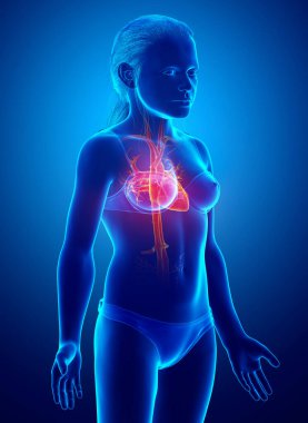 3D, vurgulanmış turuncu kızın kalp anatomisini tıbben doğru gösteriyor.