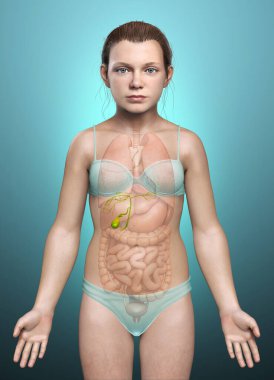3D, genç kız Organlar Safra Kesesi Anatomisi 'nin tıbben doğru bir çizimi.