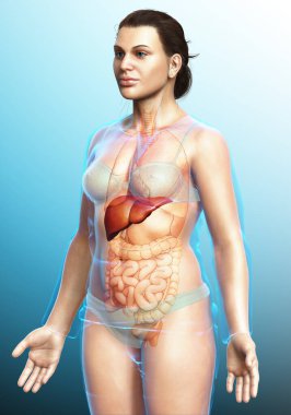 Dişi karaciğer anatomisinin 3 boyutlu, tıbben doğru çizimi