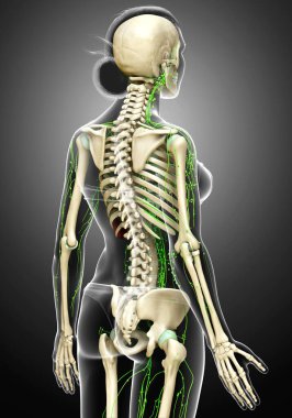 3D, tıbbi olarak bir kadın lenf sisteminin doğru bir çizimi.