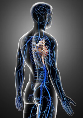 3D, erkek damar anatomisini tıbben doğru gösteriyor.