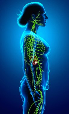 3D, tıbbi olarak bir kadın lenf sisteminin doğru bir çizimi.