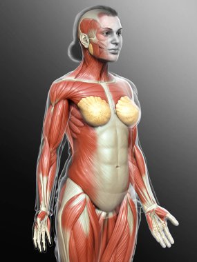 3D, kadın kas sisteminin tıbben doğru bir göstergesi.