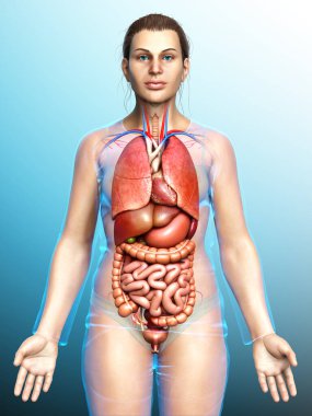 3D tıbbi olarak kadın iç organlarının doğru çizimi 