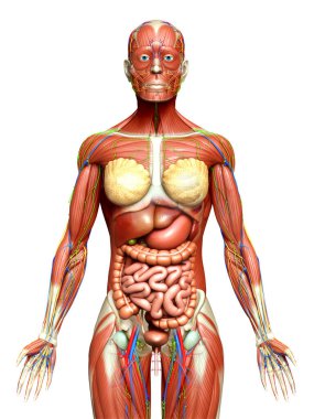 3D, tıbbi olarak kadın anatomisini doğruluyor.