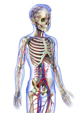 3D, çocuğun dolaşım ve iskelet sisteminin tıbben doğru bir çizimi.