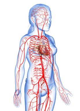 3D, genç kız atardamarlarının tıbben doğru çizimi.