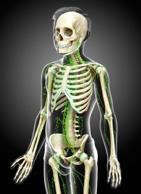 3D, genç bir çocuğun lenfatik sisteminin tıbben doğru bir çizimi.