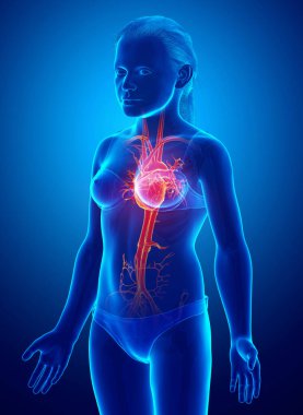 3D, vurgulanmış turuncu kızın kalp anatomisini tıbben doğru gösteriyor.
