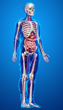 3D, kadın iç organlarının, iskeletinin ve dolaşım sisteminin tıbben doğru bir çizimi.