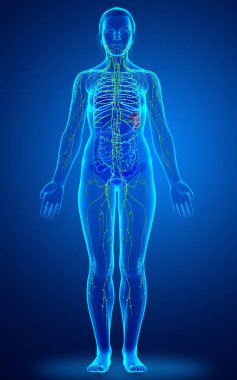 3D, tıbbi olarak bir kadın lenf sisteminin doğru bir çizimi.