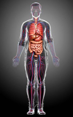 3D, erkek iç organlarının ve dolaşım sisteminin tıbben doğru çizimi.