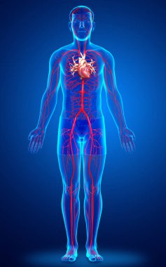 3D, erkek atardamarlarının tıbben doğru çizimi.