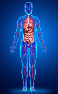 3D, erkek iç organlarının ve dolaşım sisteminin tıbben doğru çizimi.